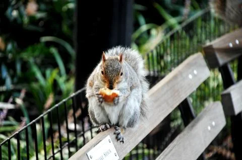 Squirrel in a Garden Stock Photos