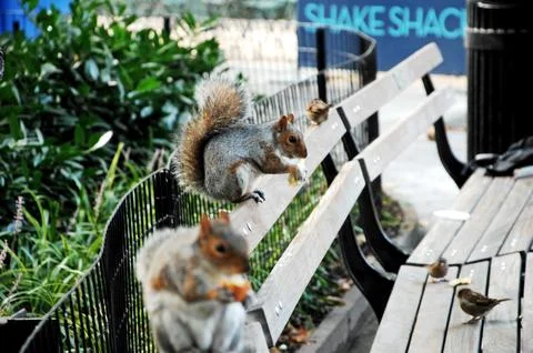 Squirrel in a Garden Stock Photos