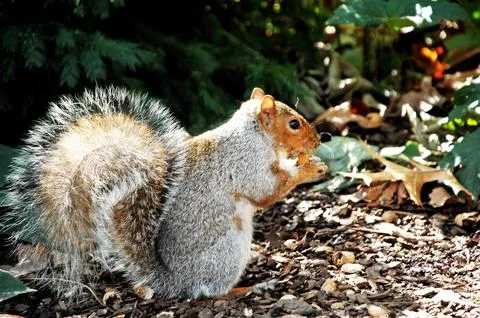 Squirrel in a Garden Stock Photos