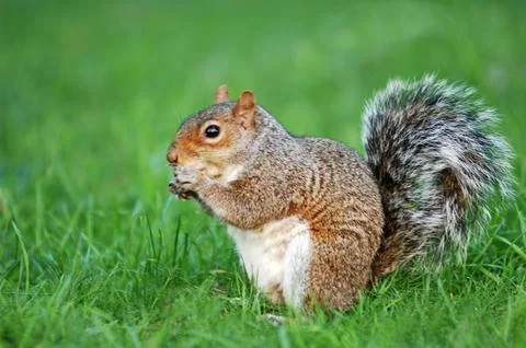 Squirrel in a Garden Stock Photos