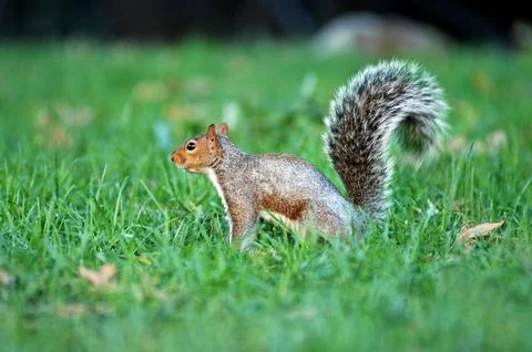 Squirrel in a Garden Stock Photos
