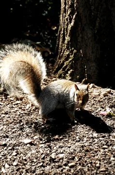 Squirrel in a Garden Stock Photos