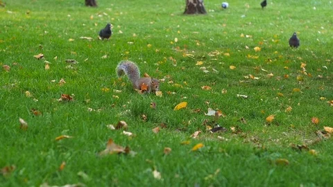 Squirrel in a garden with pigeons Видео 96465845
