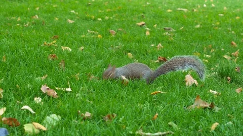 Squirrel in a garden with pigeons 스톡 동영상 96465847