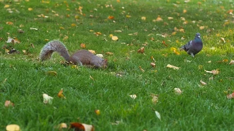 Squirrel in a garden with pigeons Stock-Footage 96465848