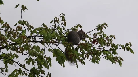 Squirrel Gathering Nuts on Branch Cloudy Day Vidéo 62827601