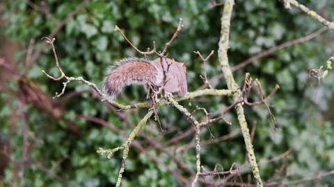 SQUIRREL GATHERING TWIGS FOR NEST BREAKS BIT OFF AND WATCHES IT FALL OUT Stock Footage 126516806
