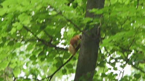 Squirrel gathers grass for the nest Stock Footage 76968133