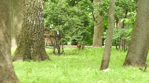 Squirrel gathers grass for the nest Stock Footage 76968393
