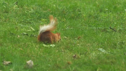 The squirrel gathers the grass for the nest Stock Footage 76969394