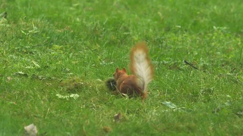 The squirrel gathers the grass for the nest Stock Footage 76969427