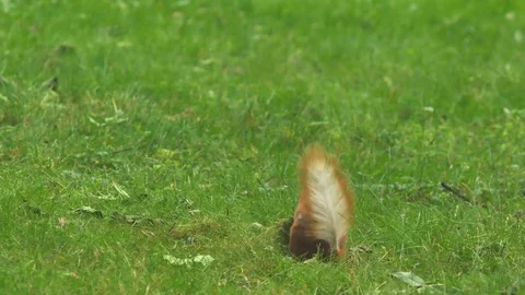 The squirrel gathers the grass for the nest Stock Footage 76970285