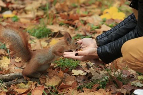 Squirrel Gets Walnut From Hands Photos