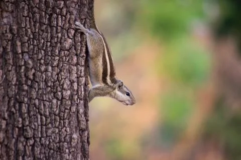 Squirrel getting down from the tree and looking paused in its natural habitat Stock Photos