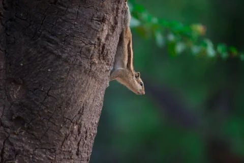 Squirrel getting down from the tree and looking curiously Stock Photos