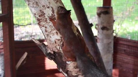 Squirrel gnawing a bark 動画素材 51246866