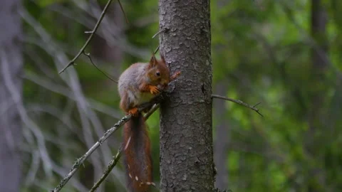 A squirrel is gnawing a cone on a tall pine tree Video stock 201303217
