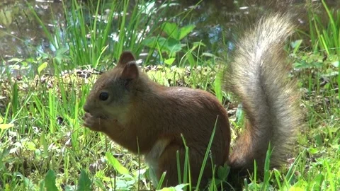 Squirrel  gnawing hazelnuts Stock Footage 195456145