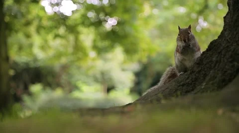 Squirrel gnawing a nut, feeeding squirrels  in city park Video stock 45850461
