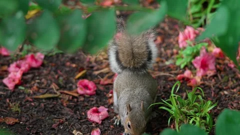 A squirrel is gnawing on a nut Stock Footage 316241294