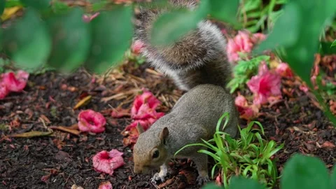 A squirrel is gnawing on a nut Stock Footage 316241300