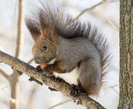 Squirrel gnawing a nut Foto stock