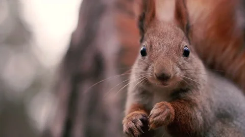 The squirrel is gnawing a nut. Portrait. Stock Footage 168027098