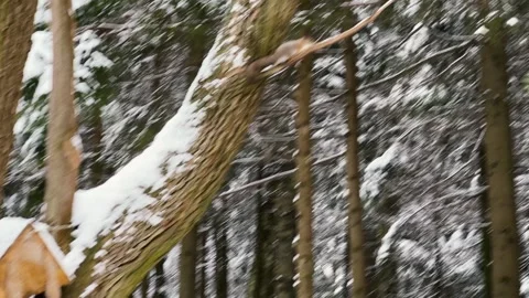 Squirrel gnawing a nut sitting in a feeder on a tree in winter Stock Footage 262968617
