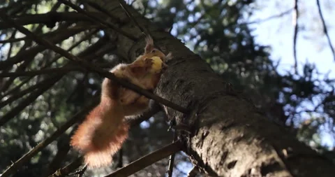 Squirrel gnawing a nut sitting in a tree. A rodent with a fluffy orange tail. Stock Footage 243413284