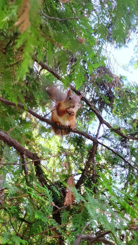 A squirrel is gnawing a nut on a tree branch in the park. Stock Footage 280223119