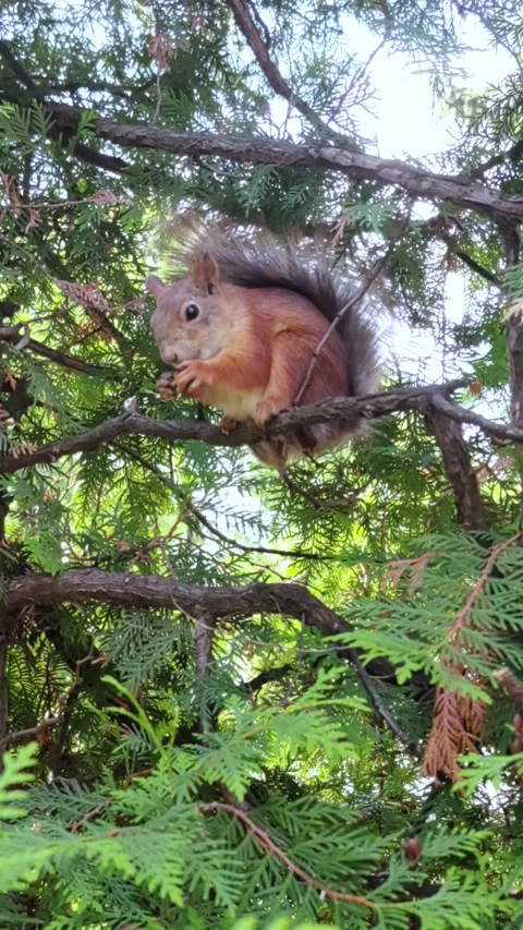 A squirrel is gnawing a nut on a tree branch in the park. Video stock 334802431
