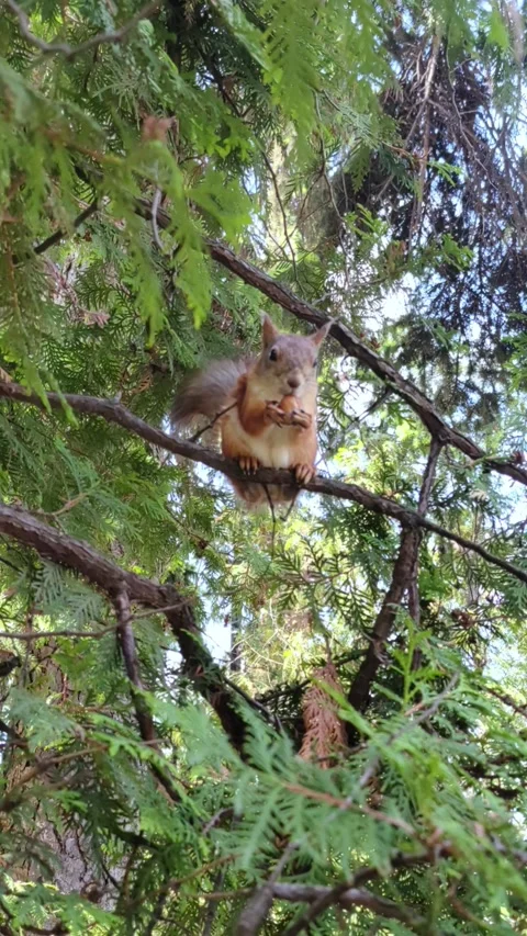 A squirrel is gnawing a nut on a tree branch in the park. Stock Footage 335295380