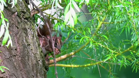Squirrel gnawing on a nut in a tree Stock Footage 335809849