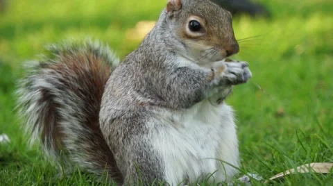 Squirrel gnawing nuts Stock Footage 48345392