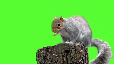 Squirrel gnawing nuts Stock Footage 69977631