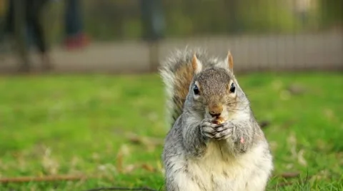 Squirrel gnawing nuts in the park Stock Footage 48344699