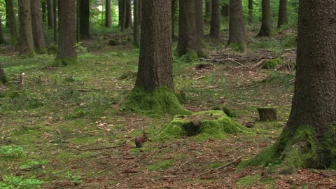 Squirrel gnawing on pine cone Stock Footage 324797099