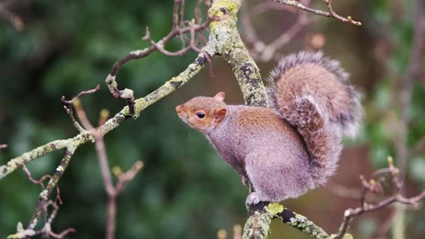 SQUIRREL GNAWING THROUGH A TWIG ON A TREE BEFORE TAKING IT IN IT'S MOUTH Stock Footage 126520943