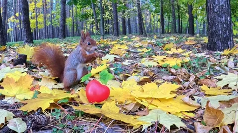 A squirrel gnaws a nut against the background of a red heart in autumn foliage Stock Footage 320826178