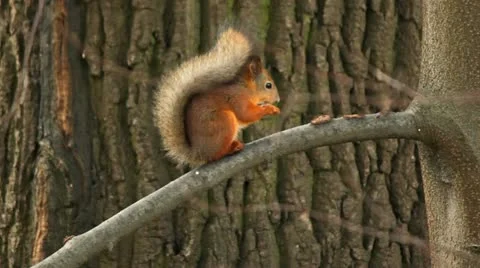 The squirrel gnaws a nut Vídeos de archivo 11139786