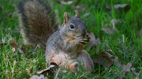 Squirrel gnaws nut Stock Footage 12413483