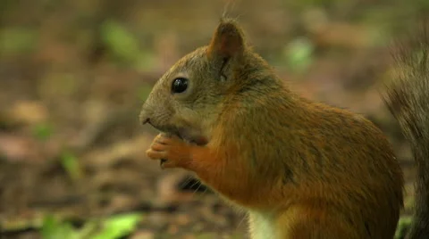 Squirrel gnaws a nut Video stock 54900313