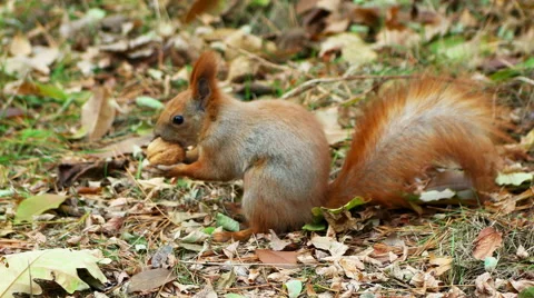 The squirrel gnaws a nut Stock Footage 56572903