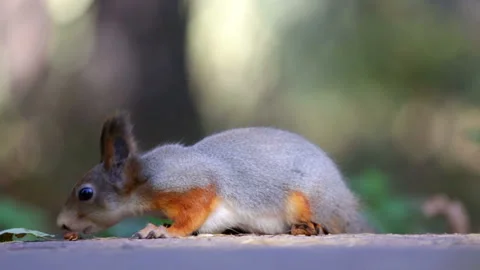Squirrel gnaws a nut Stock Footage 92812652