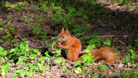 A squirrel gnaws a nut holding it in its paws. Shooting in the summer. Vidéo 313377923