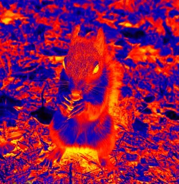 Squirrel gnaws on nut infrared Stock Photos