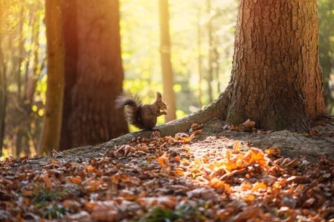 Squirrel gnaws nut on oak tree root, soft sunlight illuminates background. Be Foto stock