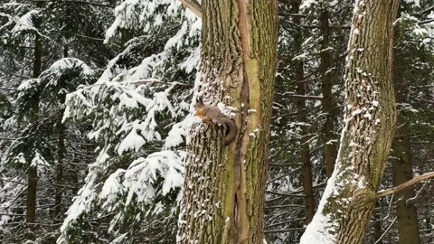 A squirrel gnaws a nut sitting in a tree in winter, a chipmunk eats Stock Footage 262968618