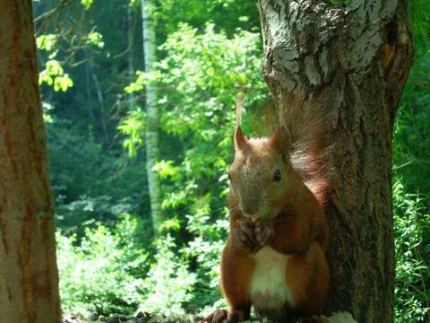 Squirrel gnaws a nut on a stump Stock Photos