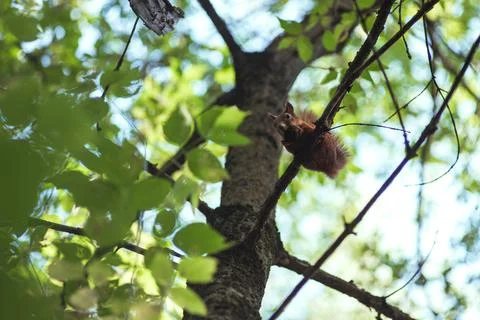 Squirrel gnaws a nut while sitting on a tree branch among green leaves Stock Photos